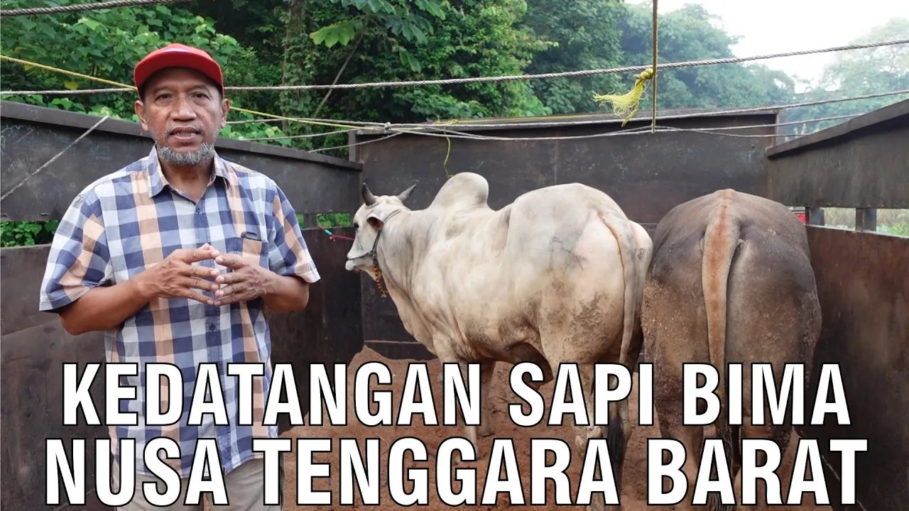 
                                 Sapi-Nusa-Tenggara-Barat-Bima
